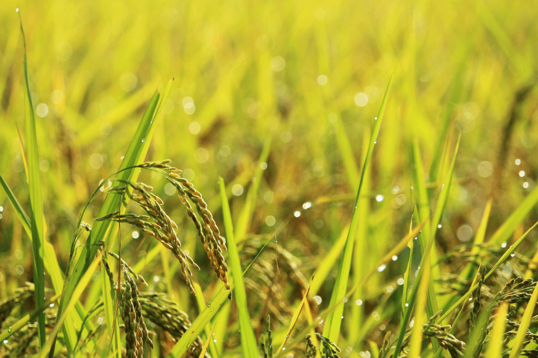 Agriculture & Commodities